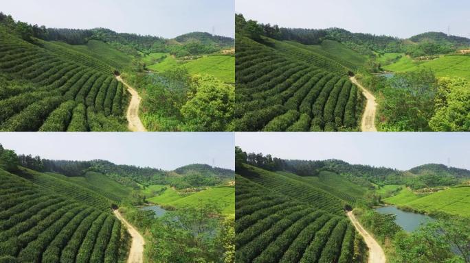 茶园茶山茶田田地