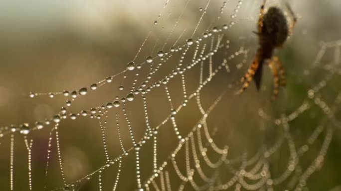 网上的蜘蛛。有毒的捕食者节肢动物等待它的猎物。晨露在网上。净略微进入到偏离焦点。慢动作镜头