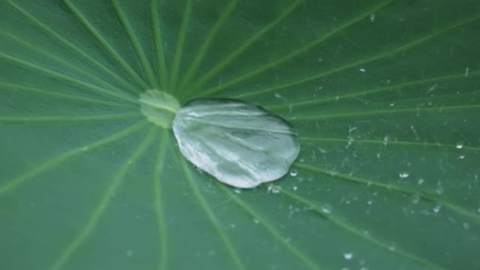 荷叶上落水特写荷叶上落水下雨