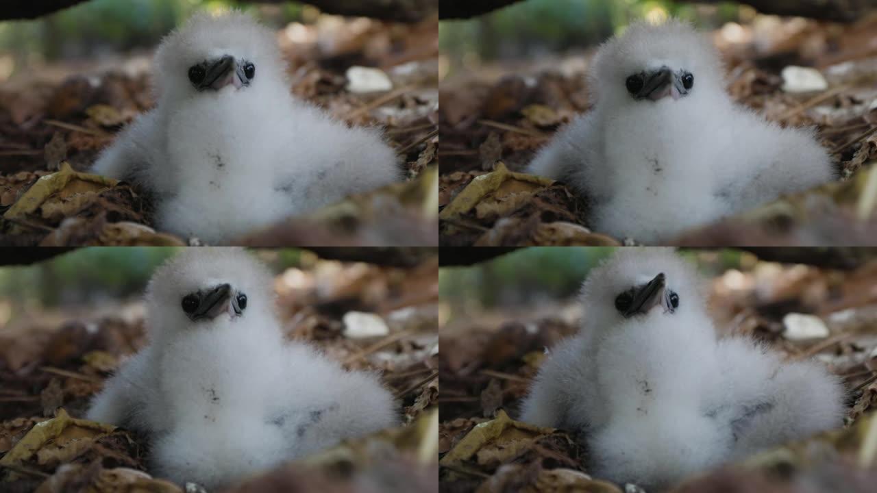 坐在巢中的可爱可爱的白色蓬松白尾热带鸟小鸡的特写镜头