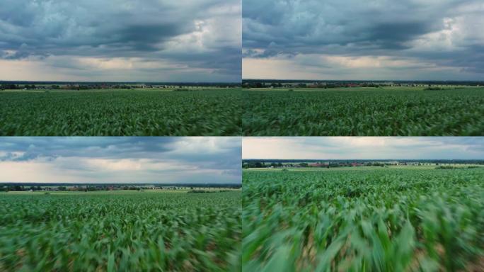 在阴天，无人驾驶飞机拍摄了一个农业玉米田，相机在田地上方靠近地面移动
