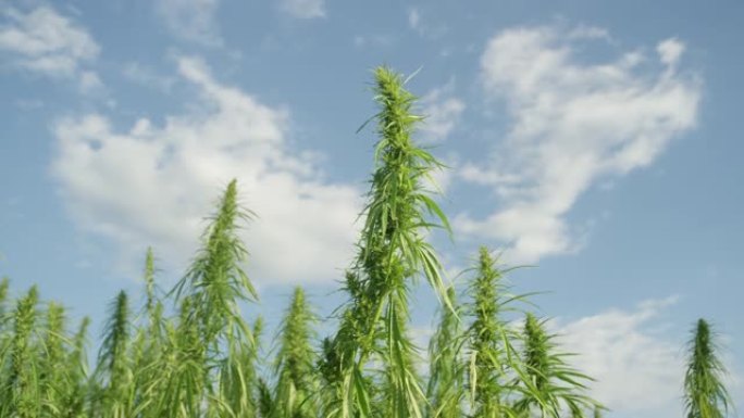 特写: 高大的工业大麻植物耸立在晴朗的蓝天中。