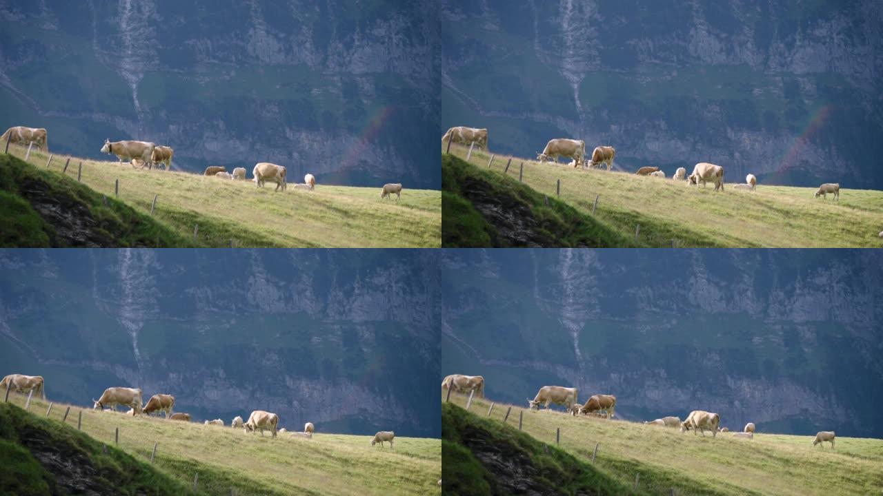 在瑞士山上的小村庄放牧牛