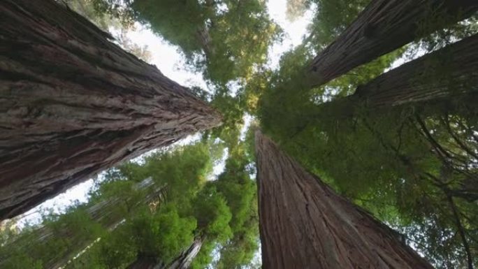 美国红木国家公园。相机在红杉的巨大树干之间移动。自下而上的视图，4K