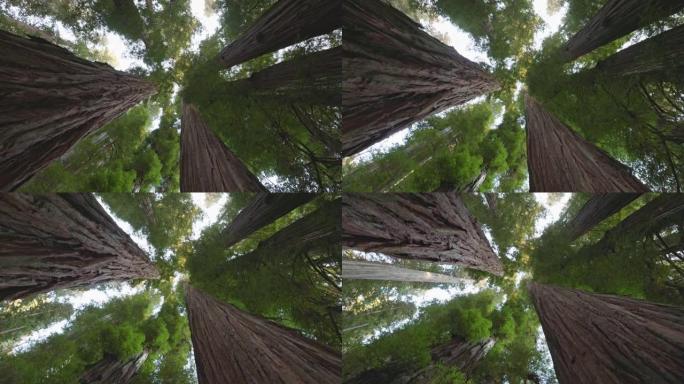 美国红木国家公园。相机在红杉的巨大树干之间移动。自下而上的视图，4K