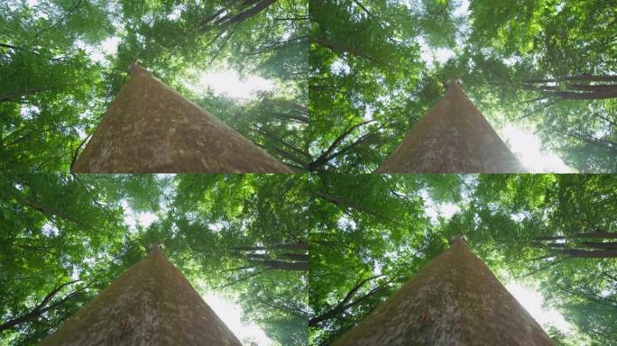 森林树冠的SLO MO低角度拍摄