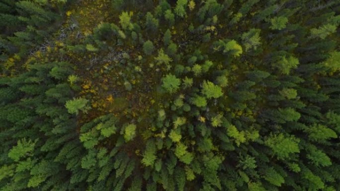 运动之旅直升机的惊人而宏伟的绿色森林风景。大自然中的大木松树和冷杉。夏日鸟瞰森林景观。概念野生动物和