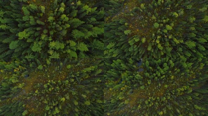 运动之旅直升机的惊人而宏伟的绿色森林风景。大自然中的大木松树和冷杉。夏日鸟瞰森林景观。概念野生动物和