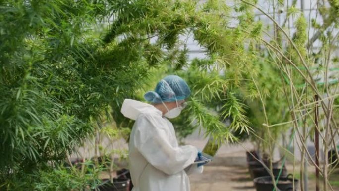 女人穿着科学家制服分析温室中的大麻植物