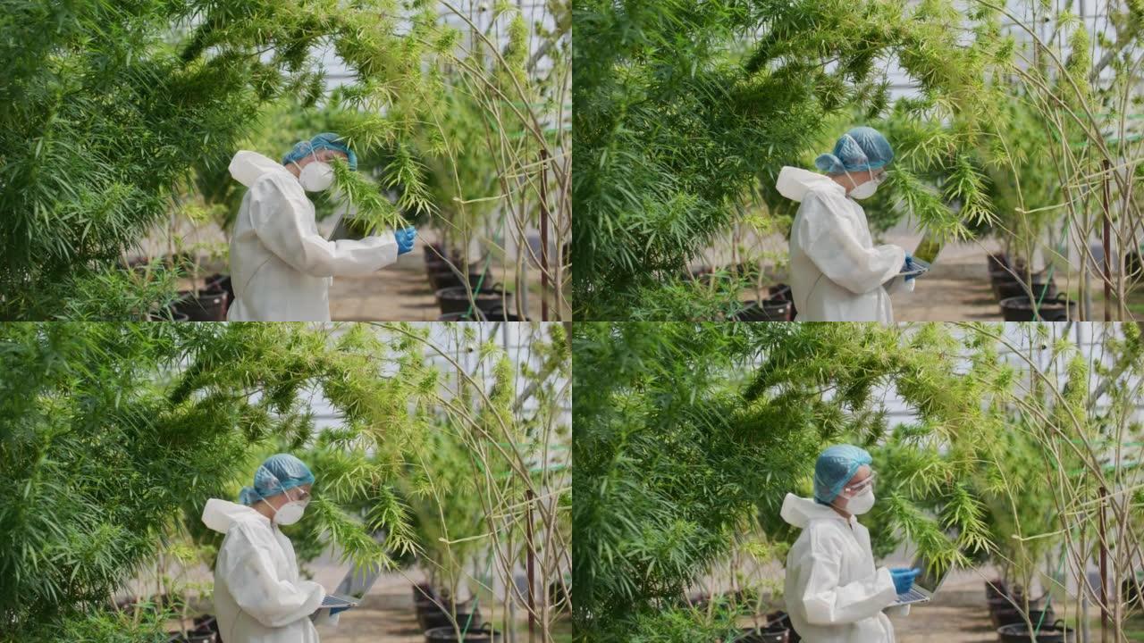 女人穿着科学家制服分析温室中的大麻植物