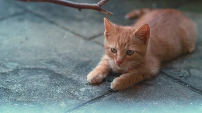 特写: 可爱的橙色虎斑猫小猫用可爱的眼睛跟随摇曳的树枝