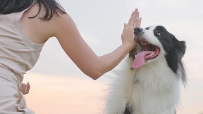 可爱的边境牧羊犬用爪子触摸主人，给女人高五。