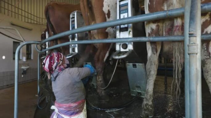 在旋转挤奶机上挤奶的50头艾尔郡奶牛的女农场工人。牲畜是造成气候变化的主要因素