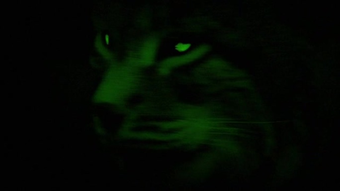 有着发光眼睛的山猫野猫的夜景