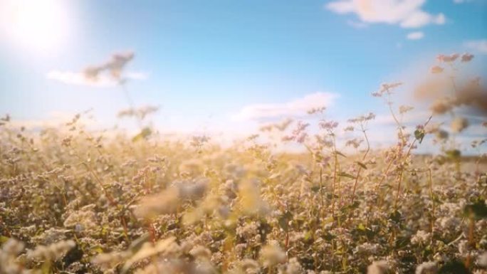 田园诗般的开花荞麦生长在阳光明媚的田野中