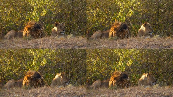 狮子和母狮躺在树下