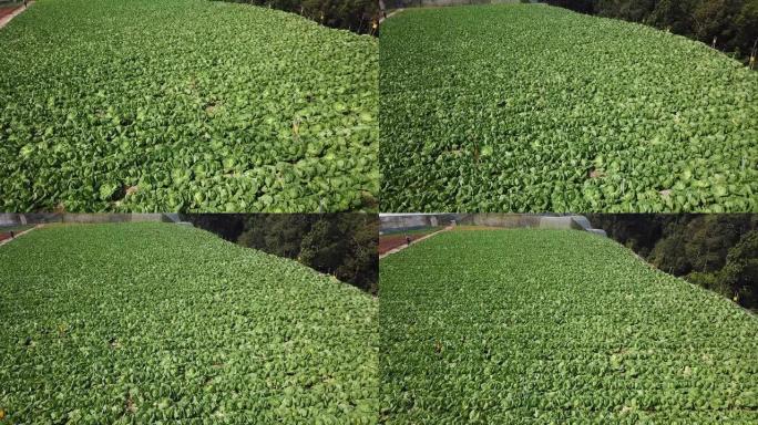 卡梅伦高地卷心菜种植园正上方的无人机视图