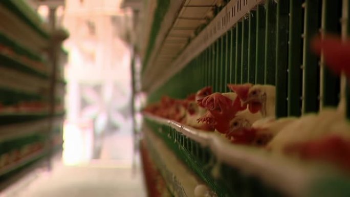 家禽农场笼子上有红色冠的鸡。家禽养殖场，食品工业概念，鸡蛋生产。