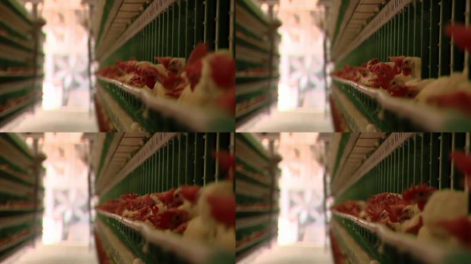 家禽农场笼子上有红色冠的鸡。家禽养殖场，食品工业概念，鸡蛋生产。