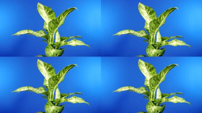 热带阔叶植物在微风-蓝屏合成