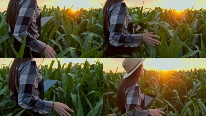 日落时分，一名年轻女子背着平板电脑走在玉米地里