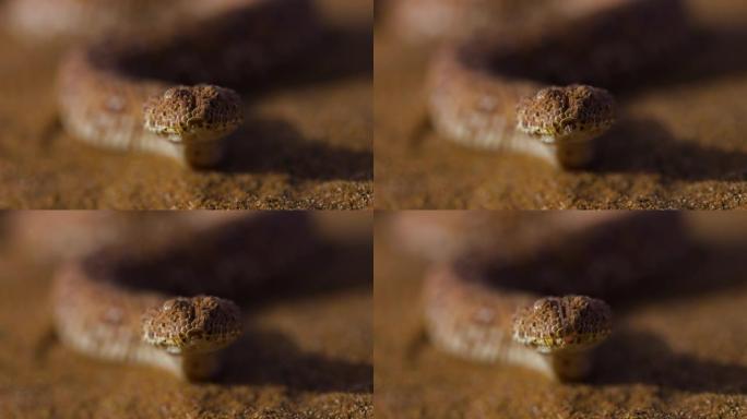 帕林格伊加法器的慢动作超特写视图，沙漠加法器，侧绕加法器向相机轻弹舌头，纳米比亚