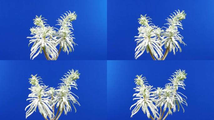 积雪覆盖的异国植物-合成蓝屏