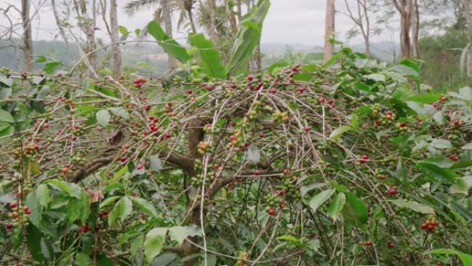 水果成熟的咖啡树