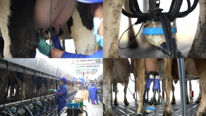 实拍奶牛牧场机器智能挤奶过程