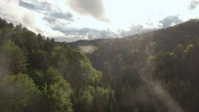 空中: 夏季雨后，雾气从斯洛文尼亚的深绿色森林升起。