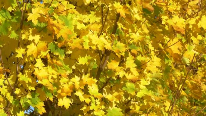 特写: 一棵华丽的落叶树冠变色的详细照片。