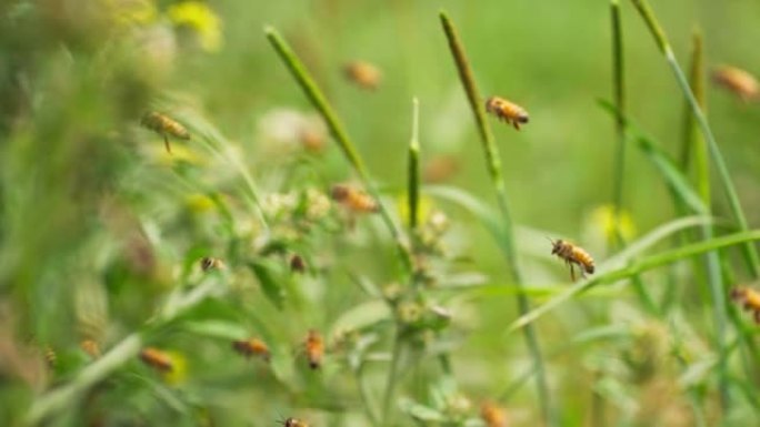 在春季野外飞行的大型蜜蜂群的慢动作