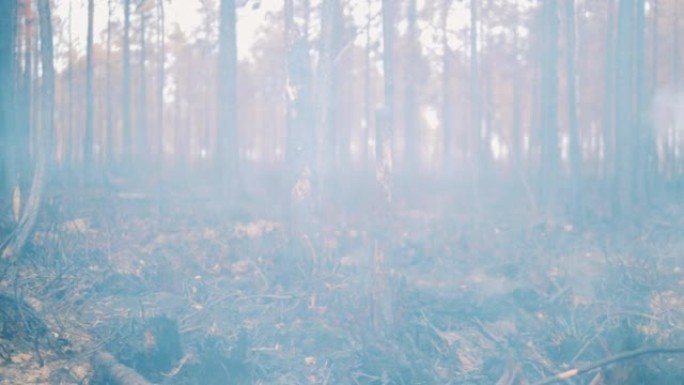烟雾笼罩着烧毁的树林中的烧焦的树木