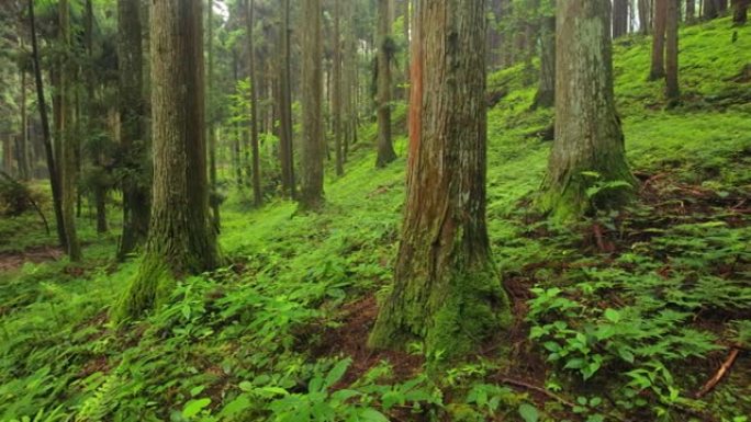 森林中的大树林业绿化树林植被生态水源