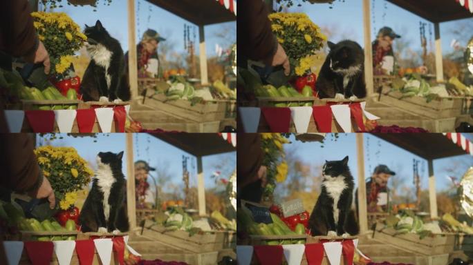 黑白猫坐在装有西红柿的盒子上