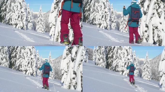 特写: 劈板旅行中无法辨认的女人踩着新鲜的粉末雪。