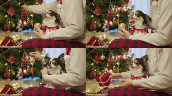 小狗奇瓦瓦狗穿着圣诞服装坐在房子里的主人腿上装饰圣诞树和灯光在家为新年派对做准备。