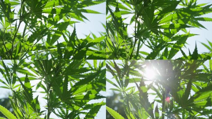 特写: 春日的阳光照亮了在微风中摇曳的大麻植物。