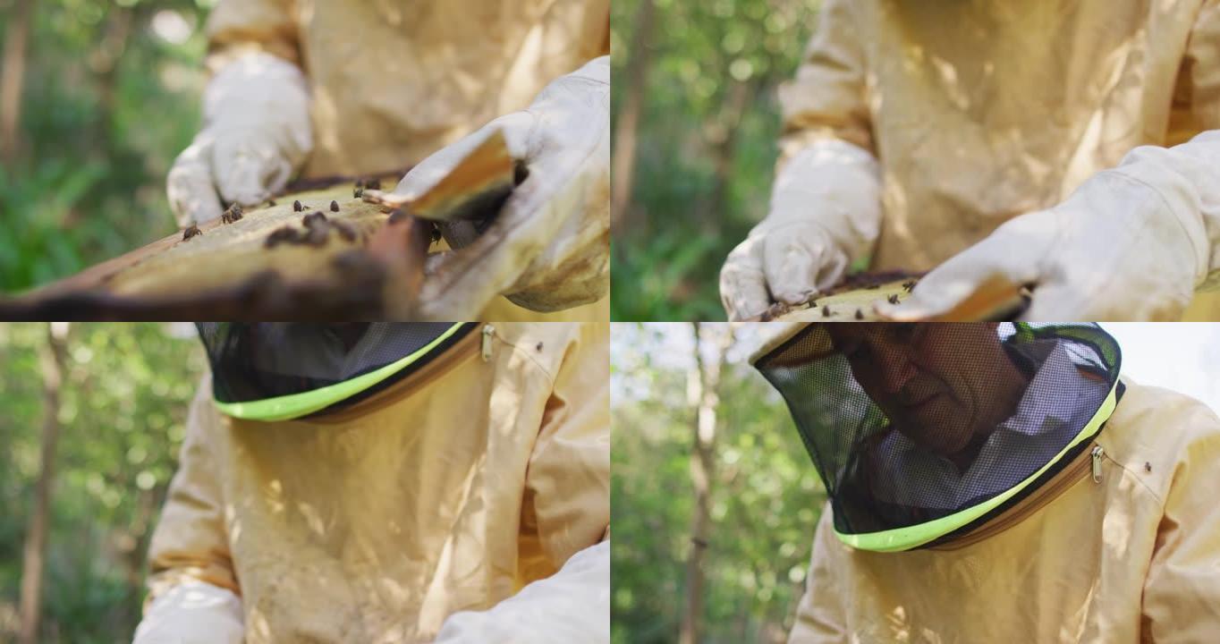 白人男性养蜂人穿着防护服检查蜂巢的蜂窝框架