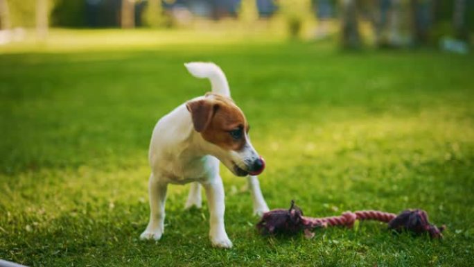 超级可爱的血统杰克罗素梗狗站在草坪上。快乐的小狗在后院玩得开心。户外晴天
