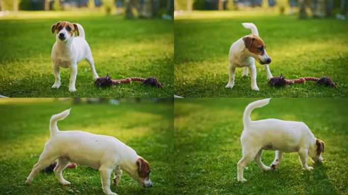 超级可爱的血统杰克罗素梗狗站在草坪上。快乐的小狗在后院玩得开心。户外晴天
