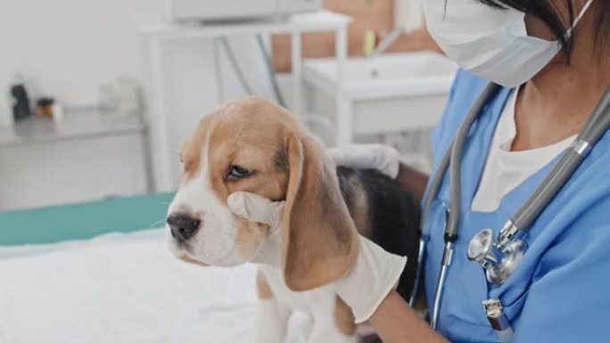 兽医诊所检查狗的兽医妇女