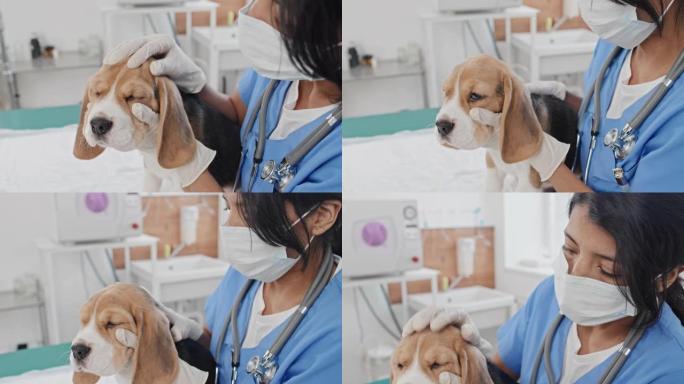 兽医诊所检查狗的兽医妇女