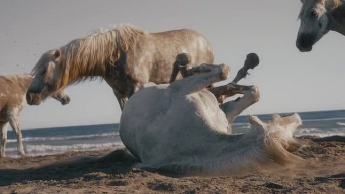 慢动作白马在阳光明媚的海滩上在沙滩上滚动