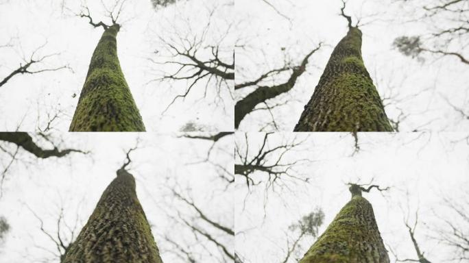 裸露树干上苔藓的低角度视图