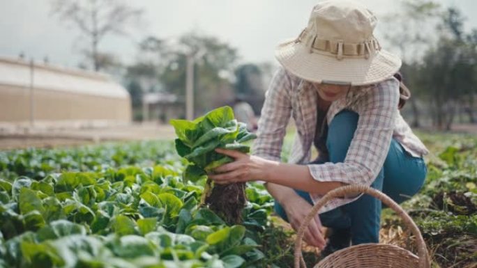 农民在她的农场收获，可持续的生活方式