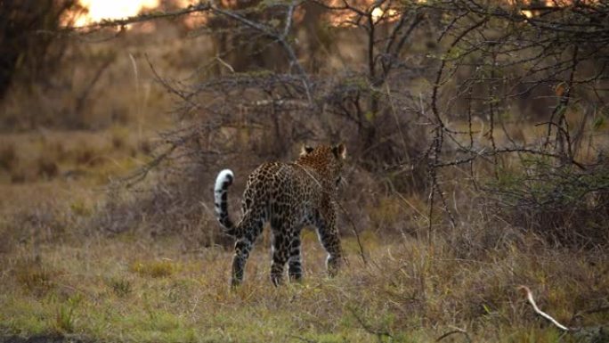 慢动作发现豹子在野生动物保护区的树木中行走