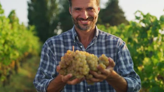 快乐的男性农民或酿酒师的真实照片显示，在葡萄园收获季节的那一刻，一堆成熟的葡萄被采摘，并在相机中微笑