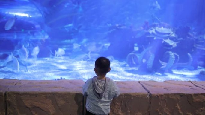 在水族馆里寻找鱼的小男孩