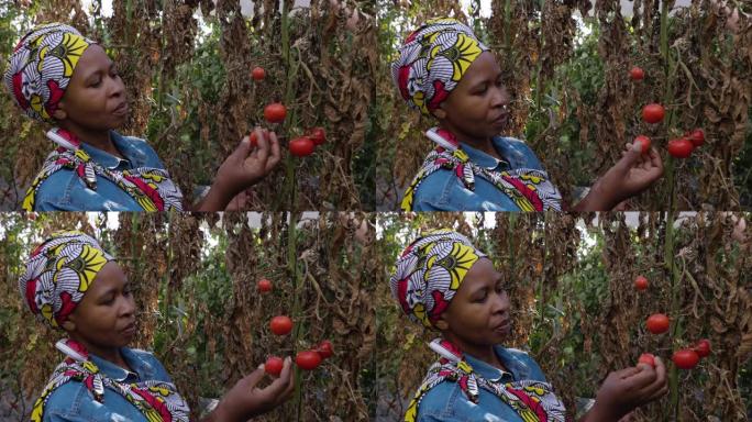 特写的黑人非洲女农民穿着传统服装，检查了被入侵的番茄叶矿工蛾摧毁的番茄作物